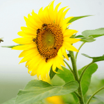 Ý nghĩa phong thủy của hoa hướng dương