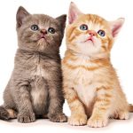 Tử vi năm 2026 tuổi Quý Mão 1963 nữ mạng