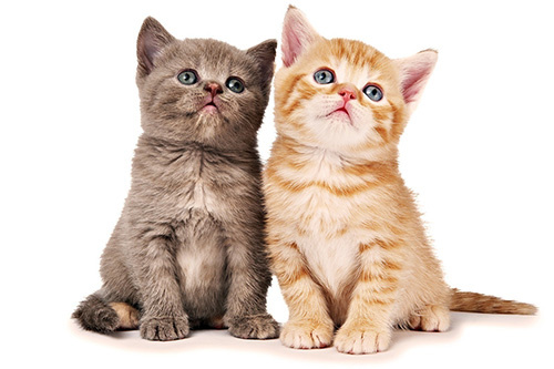 Xem bói vận mệnh người tuổi Mão năm 2026